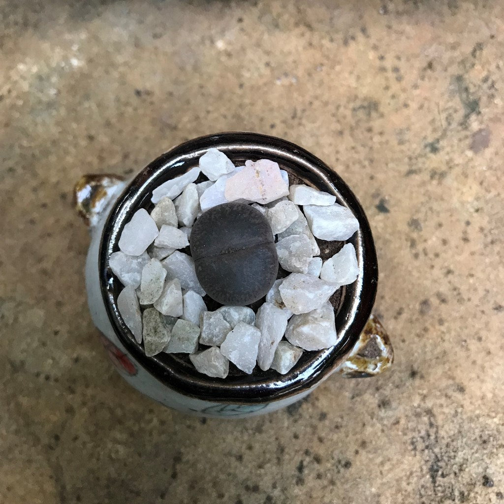 Lithops Lesliei var. Venteri Living Stone Succulent Plant - myBageecha