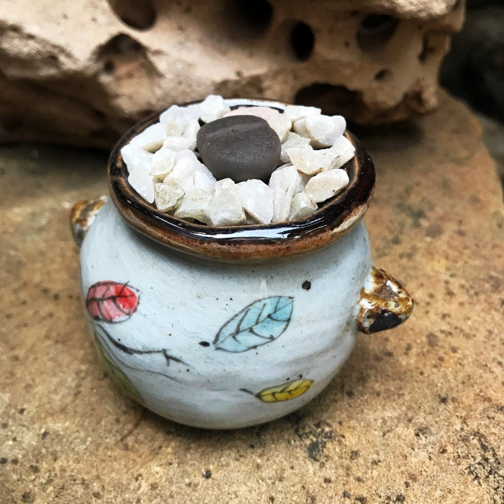 Lithops Lesliei var. Venteri Living Stone Succulent Plant - myBageecha