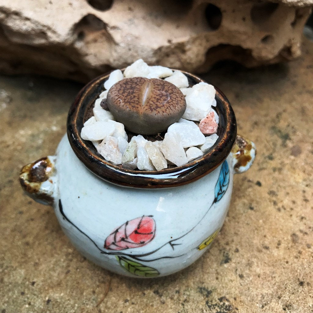 Lithops Villetii subs. Deboeri Living Stone Succulent Plant - myBageecha