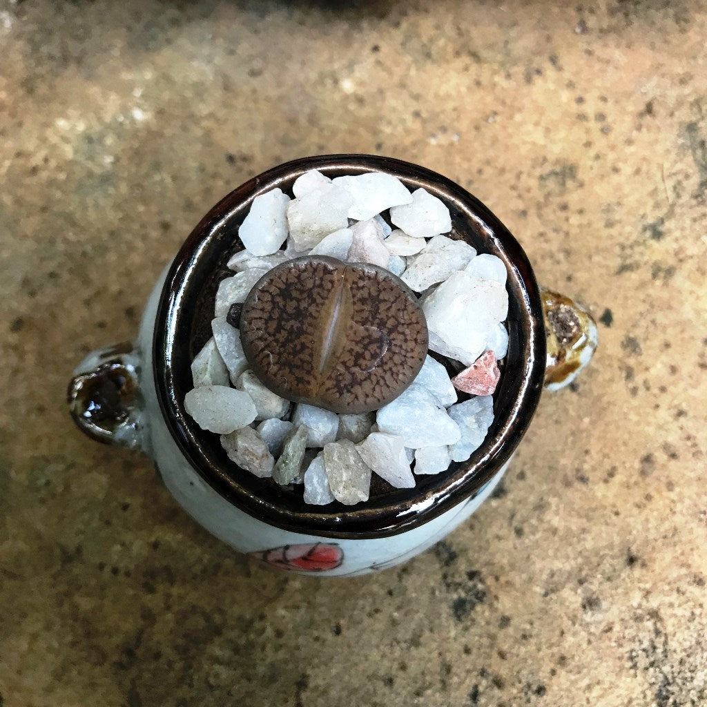 Lithops Villetii subs. Deboeri Living Stone Succulent Plant - myBageecha