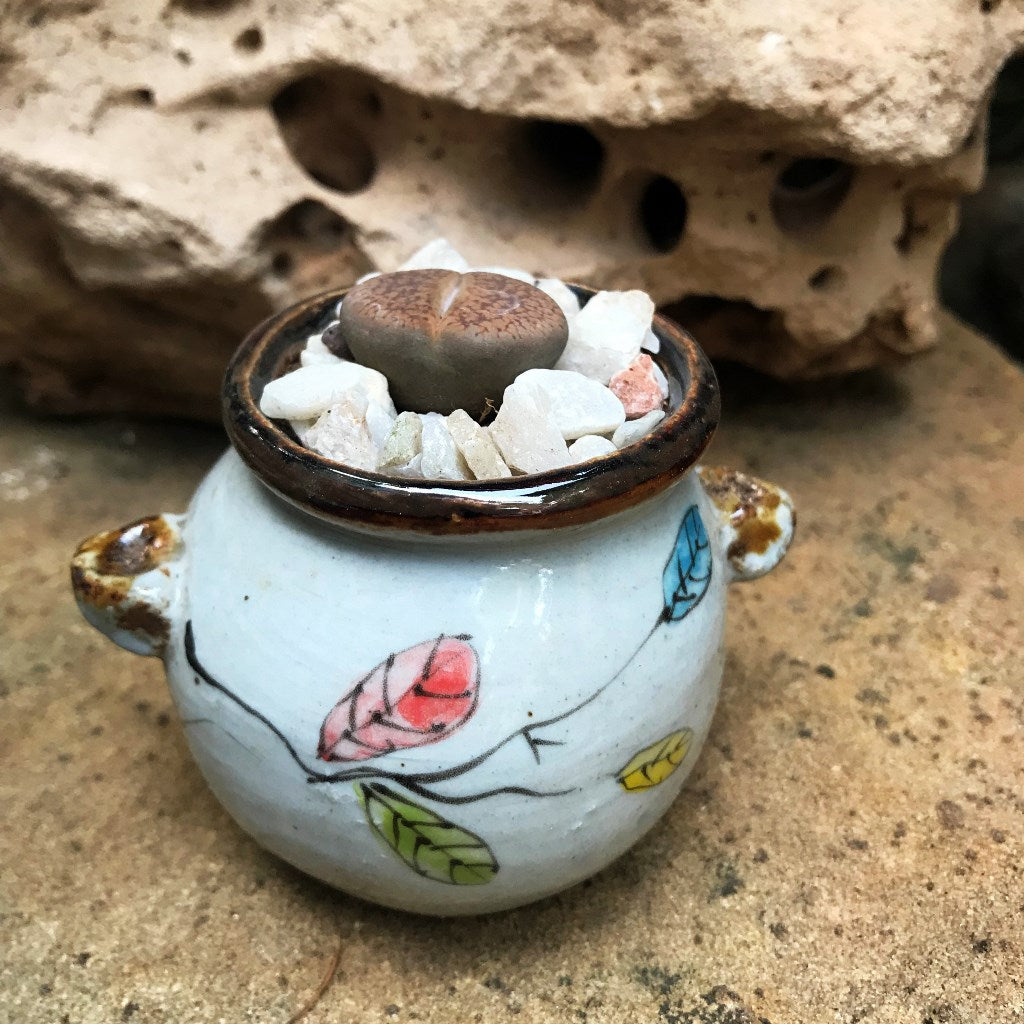 Lithops Villetii subs. Deboeri Living Stone Succulent Plant - myBageecha