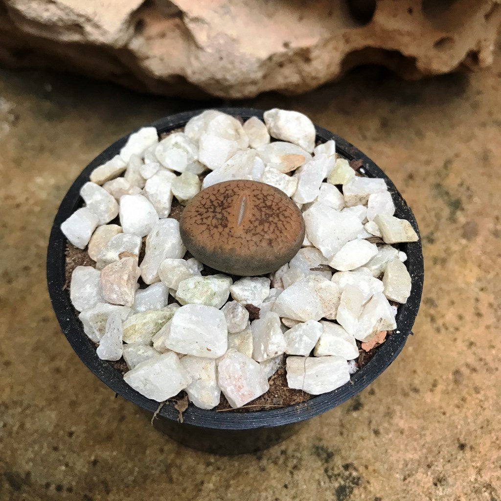 Lithops Villetii subs. Deboeri Living Stone Succulent Plant - myBageecha