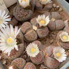 Lithops Villetii subs. Deboeri Living Stone Succulent Plant - myBageecha