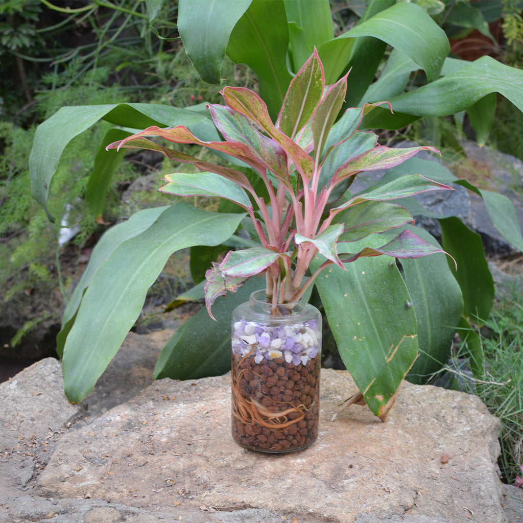 Livid Siam Water Terrarium Kit - myBageecha