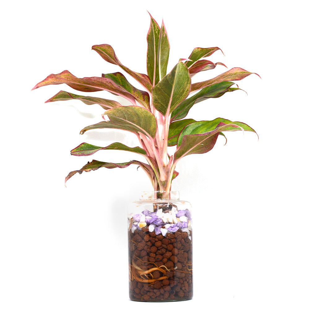 Livid Siam Water Terrarium Kit - myBageecha