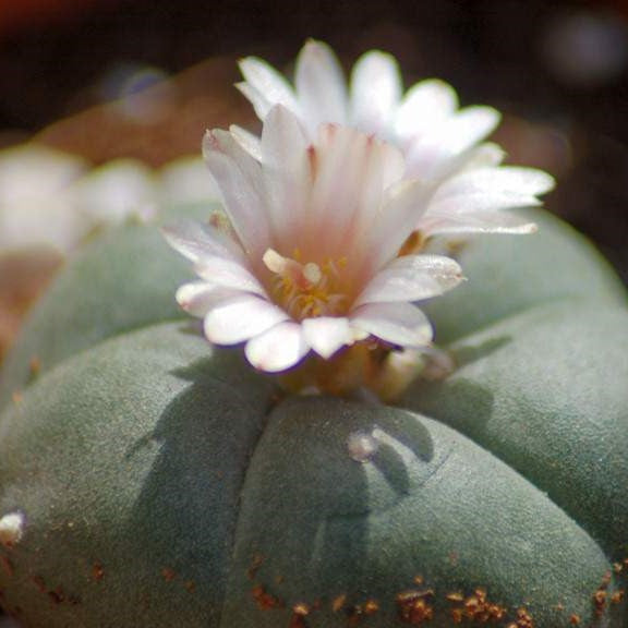 Lophophora Williamsii Whiskey Cactus Plant - myBageecha