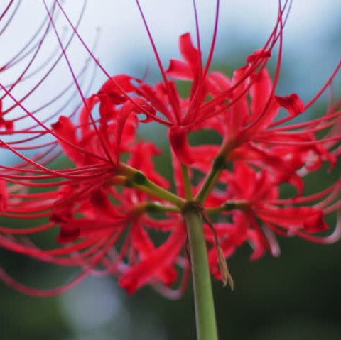 scarlet spider lily Buy Lycoris Radiata Bulbs – Red Spider Lilies Online