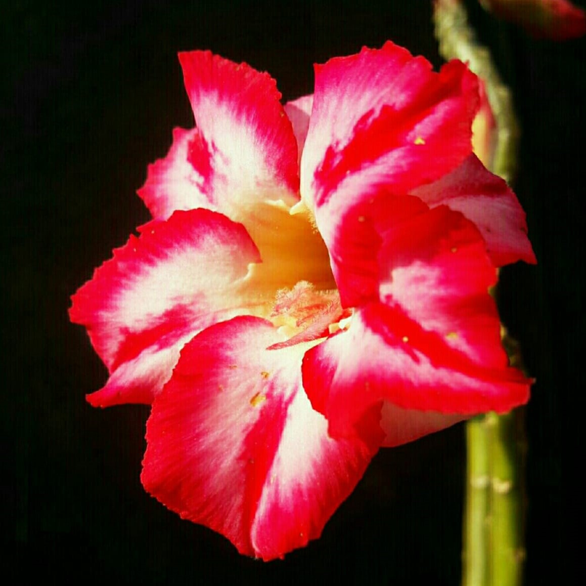 Striped Galah Adenium Plant - myBageecha