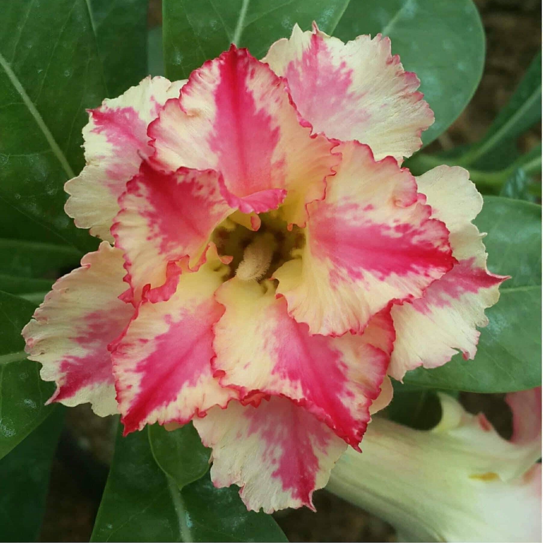 Sparkling Star Adenium Plant - myBageecha