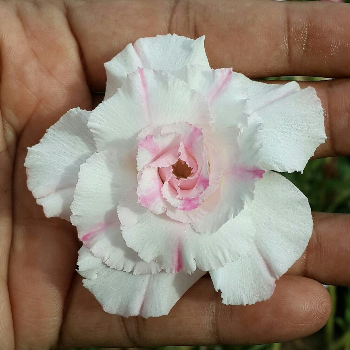 Seagul Adenium Plant - myBageecha