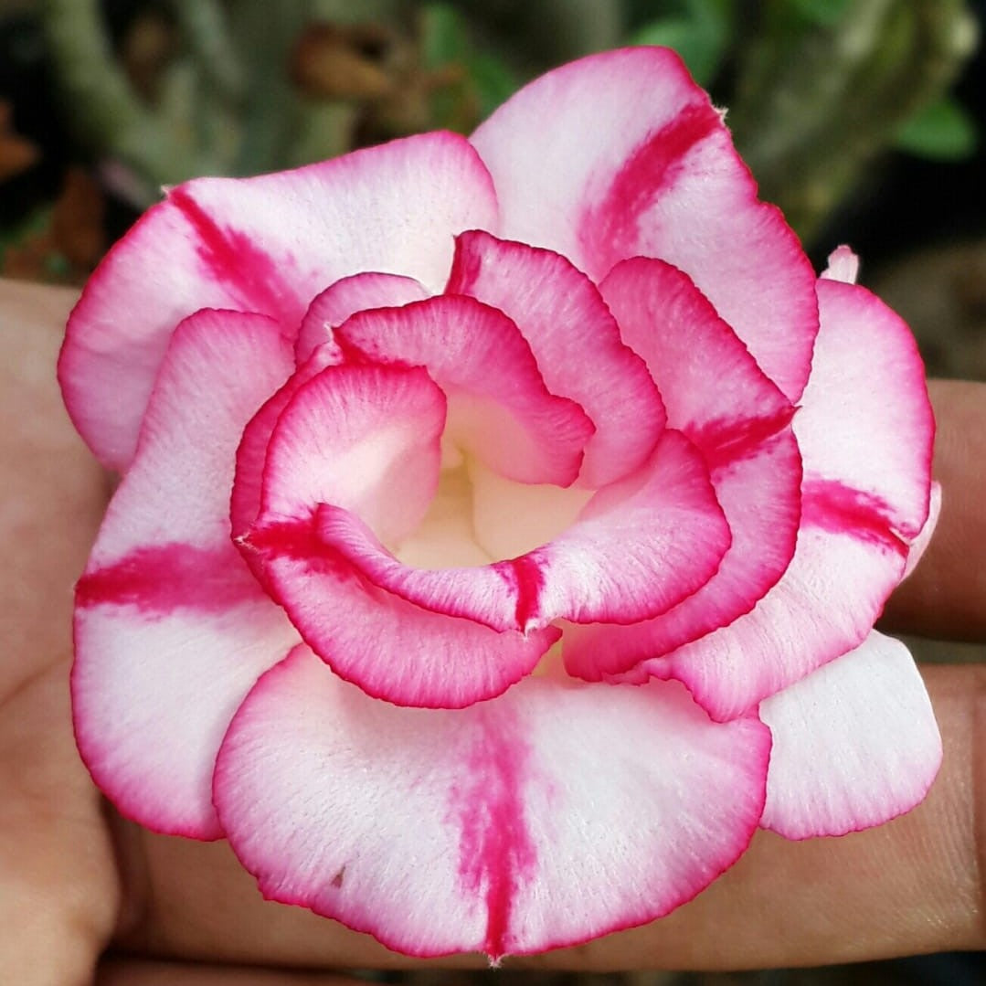 Rim of Peony Adenium Plant - myBageecha