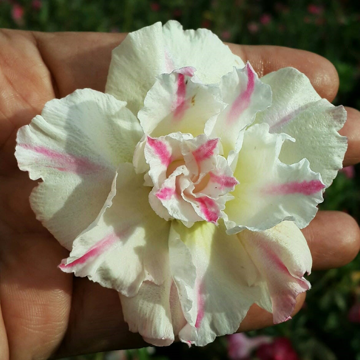 Blushing Damsel Adenium Plant - myBageecha
