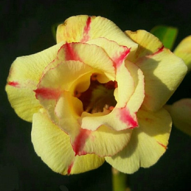 Raspberry Custard Adenium Plant - myBageecha