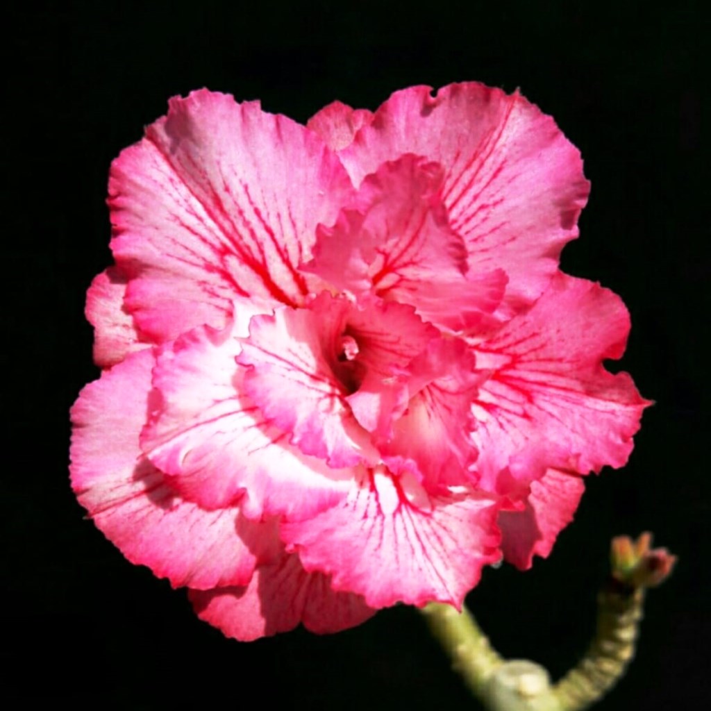 Majestic Pharaoh Adenium Plant - myBageecha