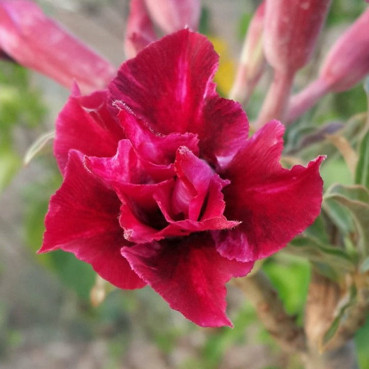 Rhubarb Splash Adenium Plant - myBageecha
