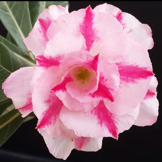 Pink Blush Adenium Plant - myBageecha