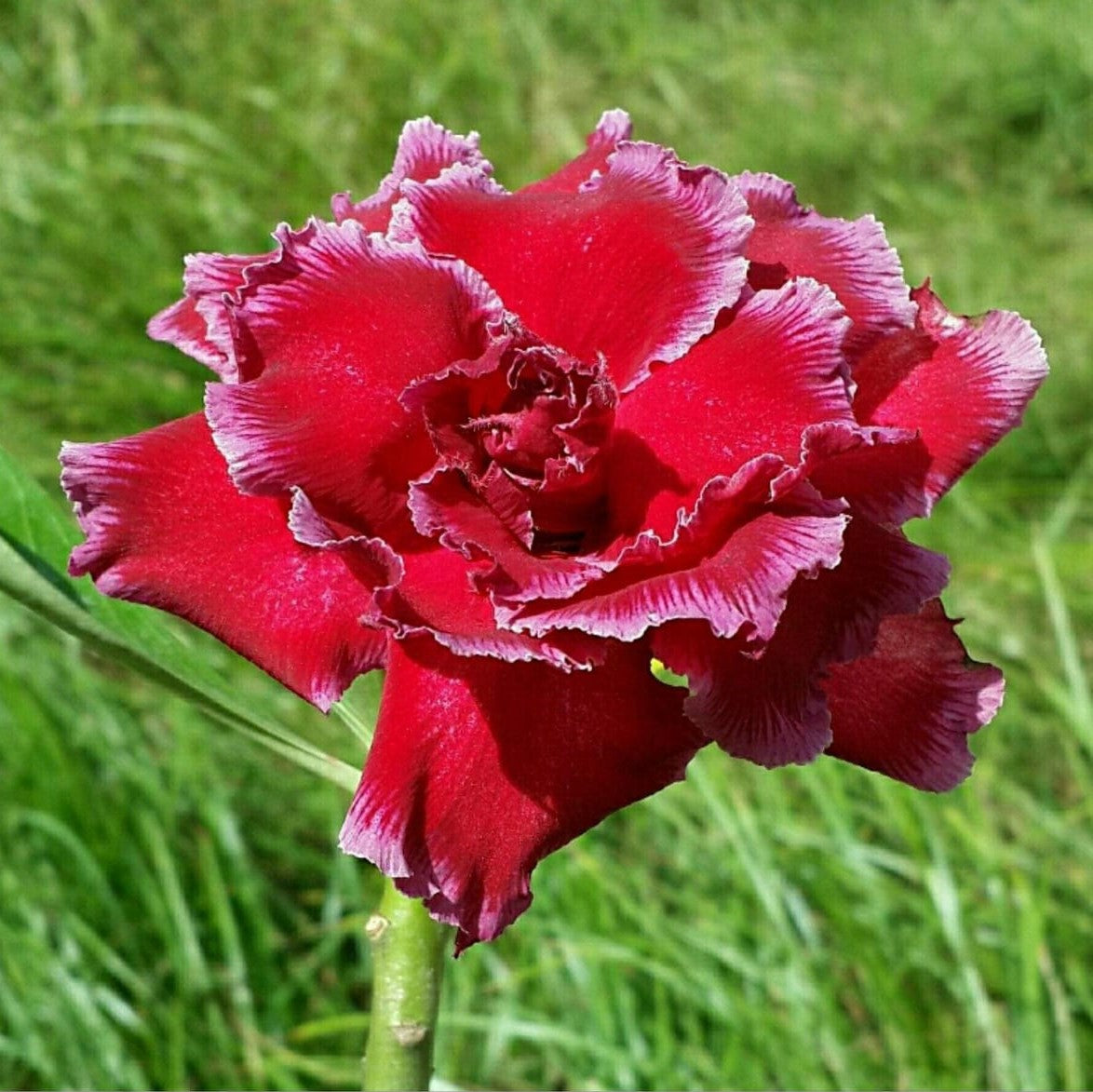 Crimson Twirl Adenium Plant - myBageecha