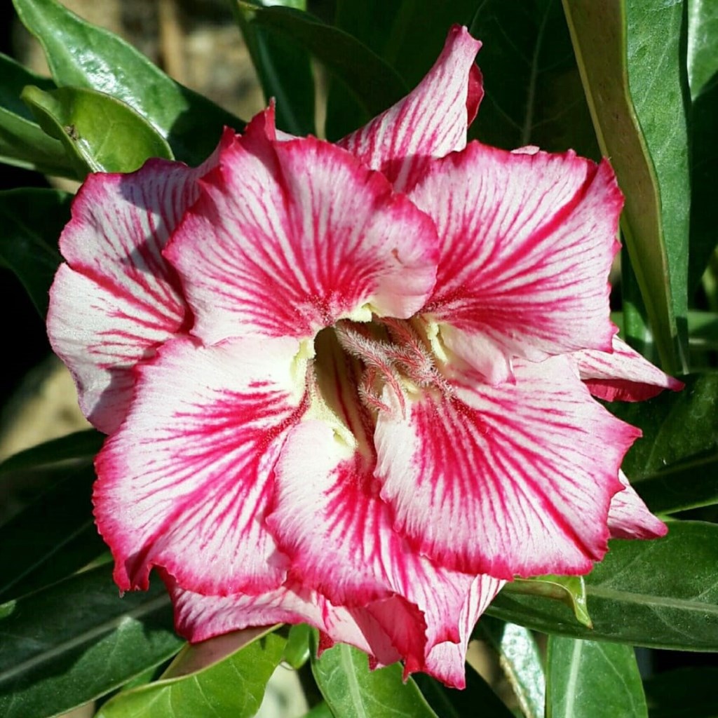 Flavis Adenium Plant - myBageecha