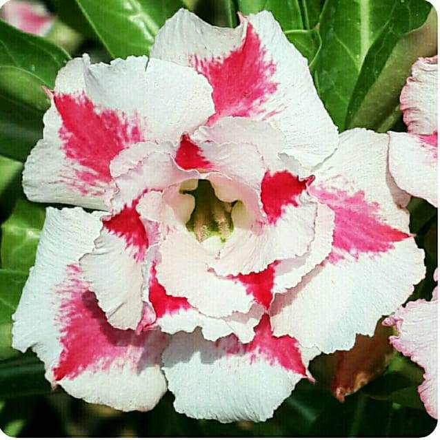 Song of India Adenium Plant - myBageecha