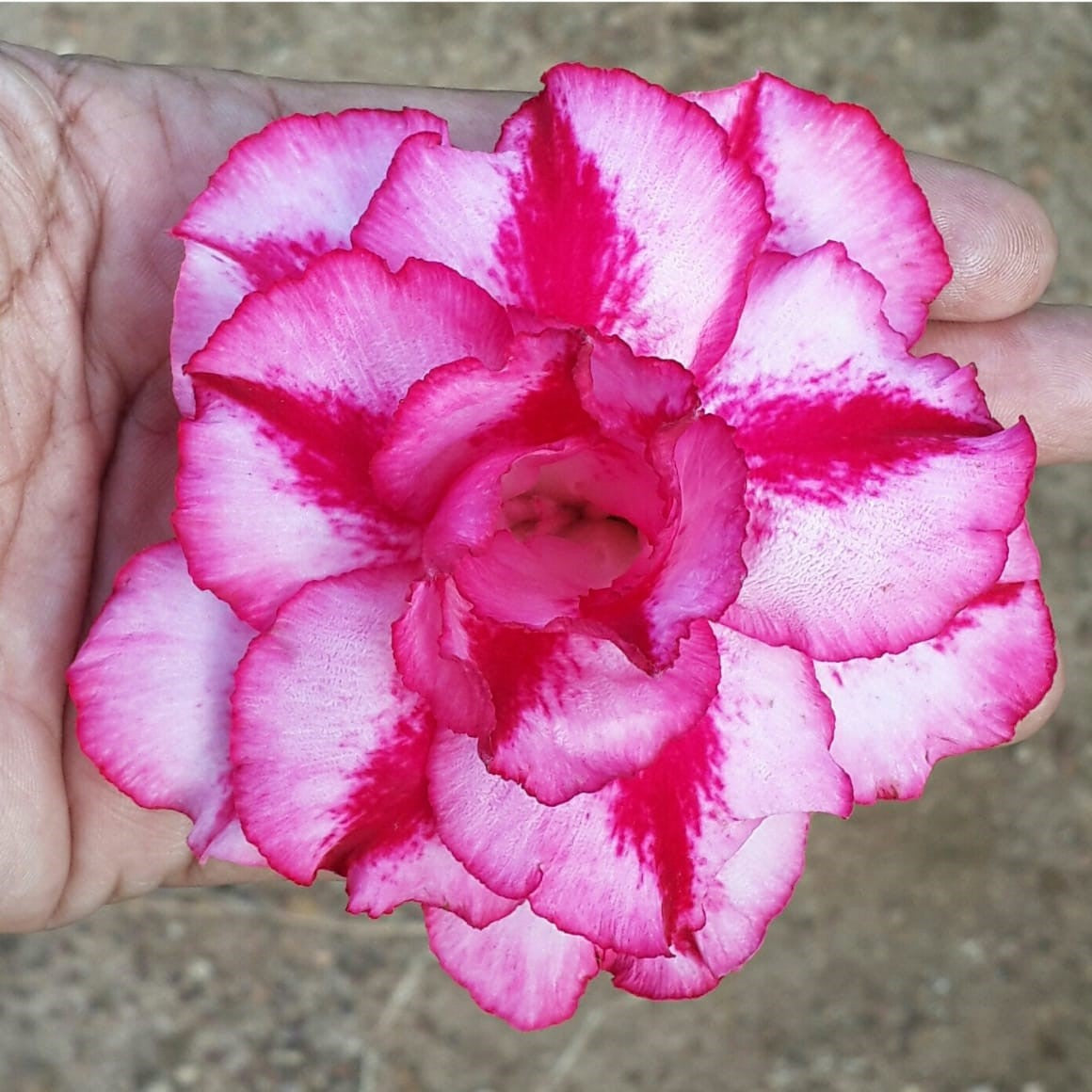 Pink Swish Adenium Plant - myBageecha
