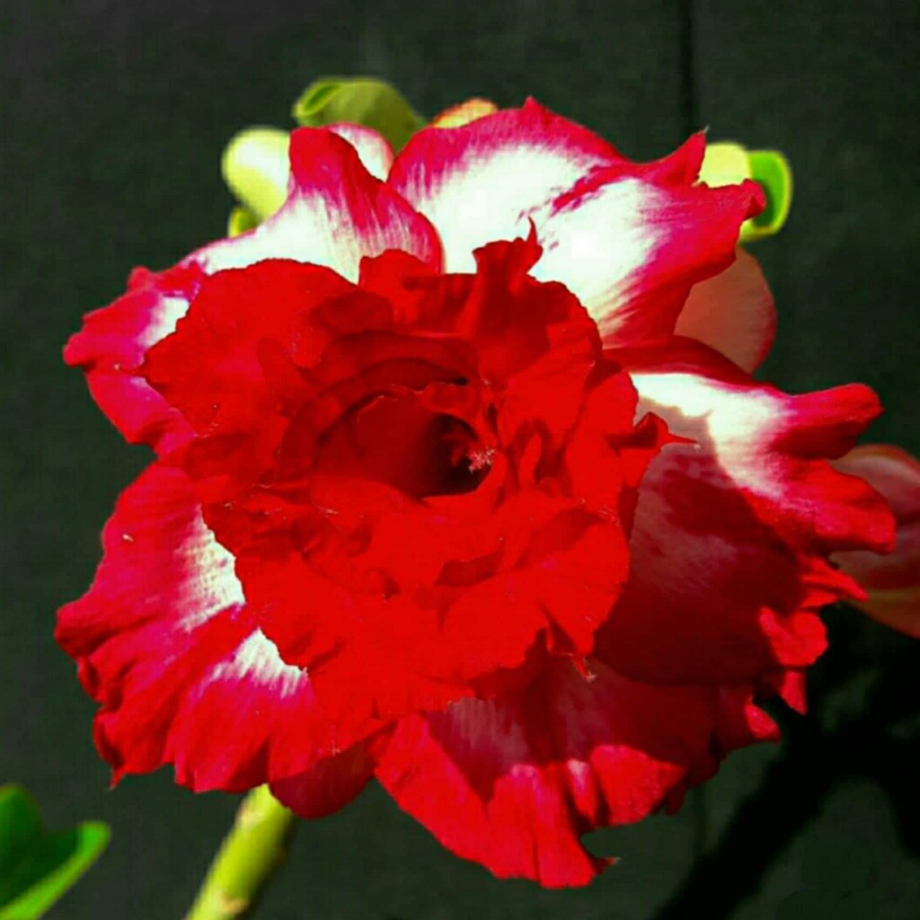 Venus Adenium Plant - myBageecha