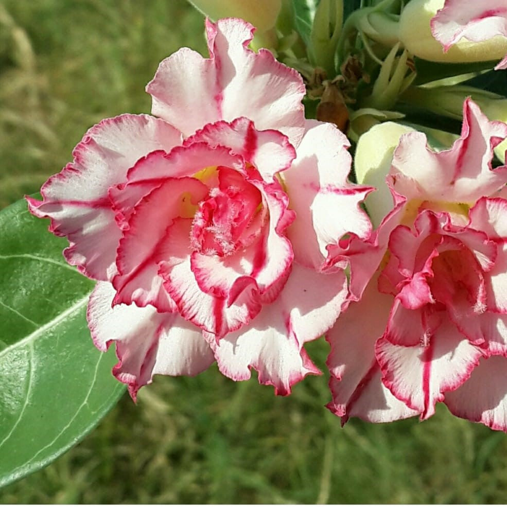 Hermosa Adenium Plant - myBageecha