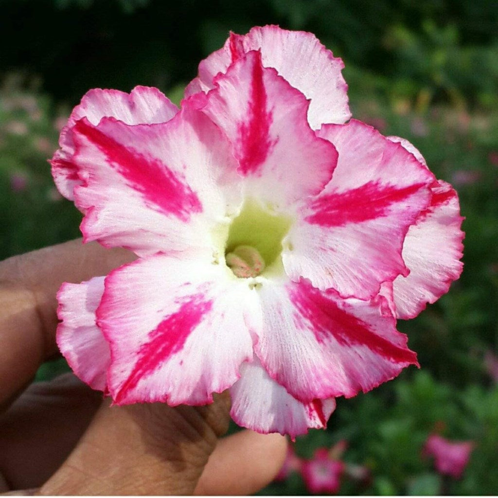 Suisei Adenium Plant - myBageecha