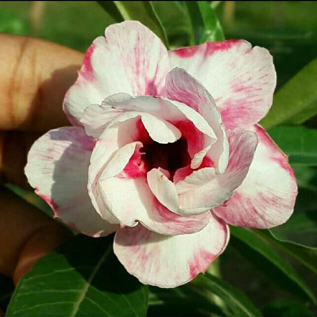 Siam Flame Adenium Plant - myBageecha