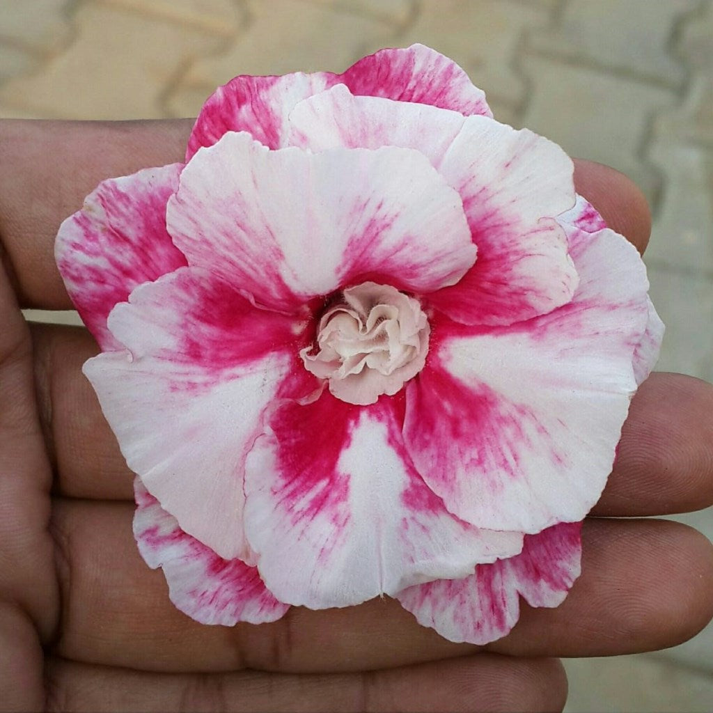 Nova Luna Adenium Plant - myBageecha