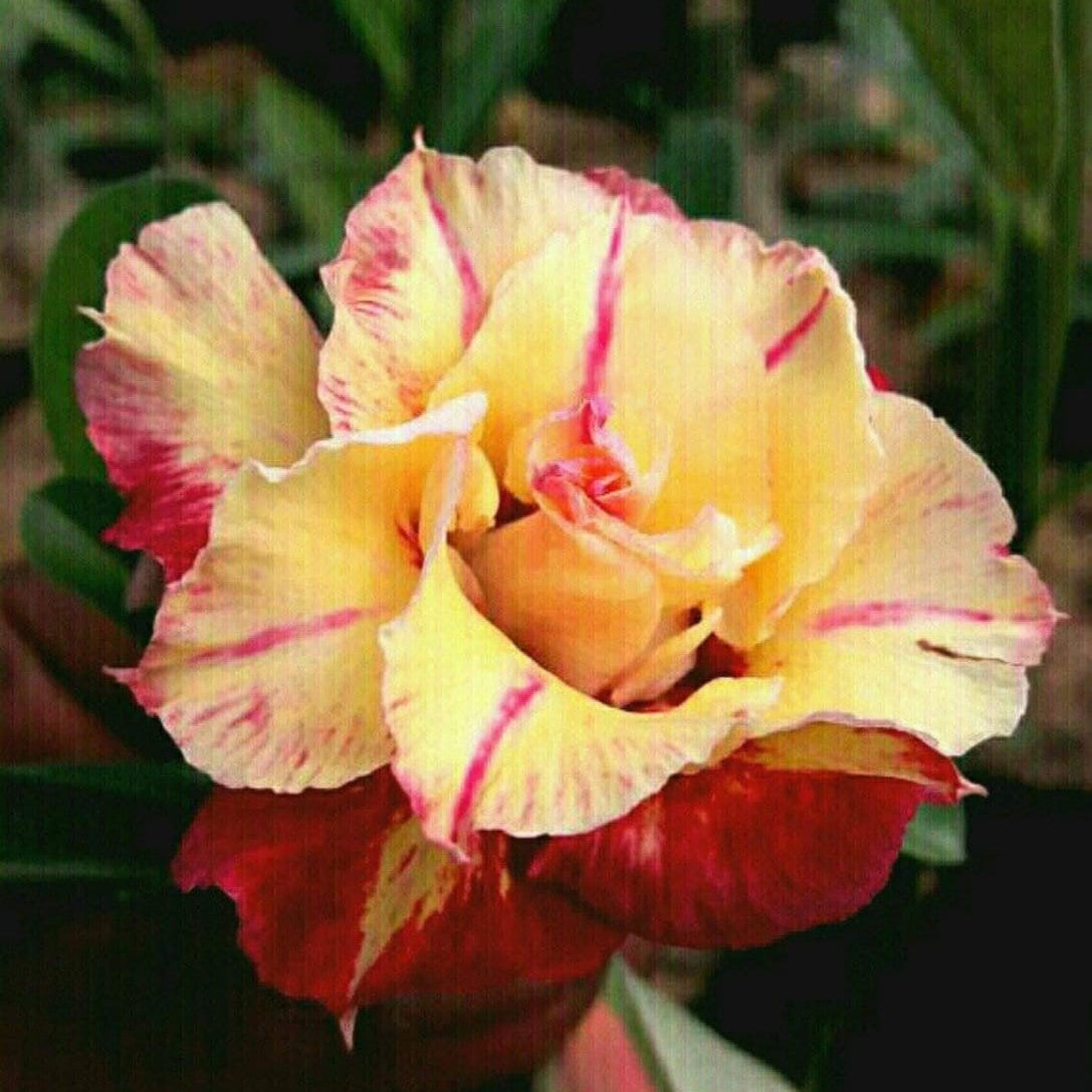 Divine Cauldron Adenium Plant - myBageecha