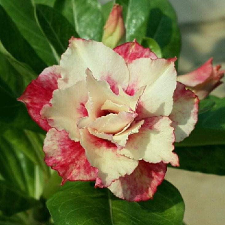 Sunset Venice Adenium Plant - myBageecha