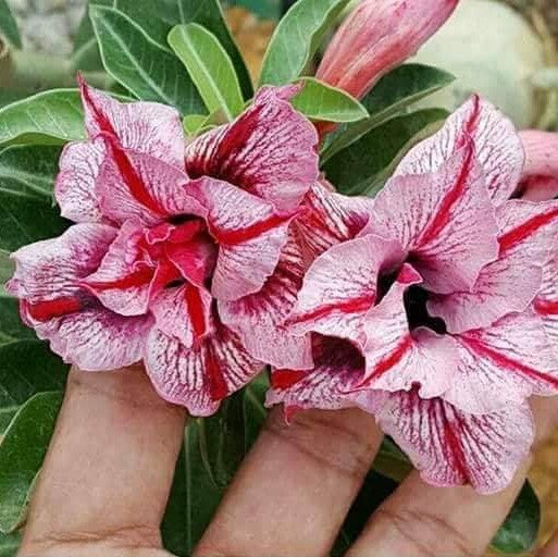 Magenta Spike Adenium Plant - myBageecha