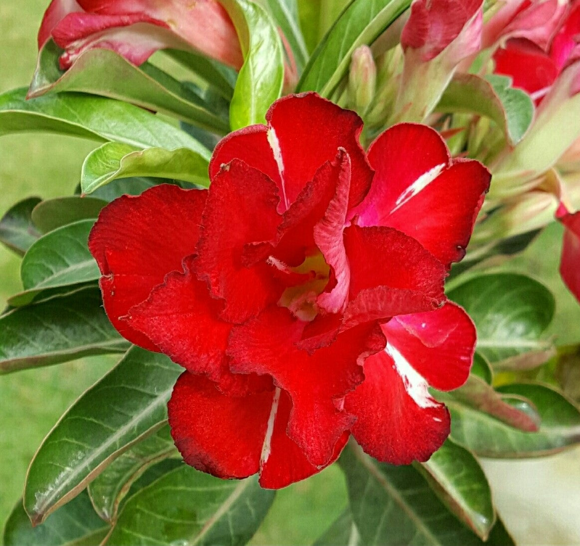 Ruddy Red Adenium Plant - myBageecha