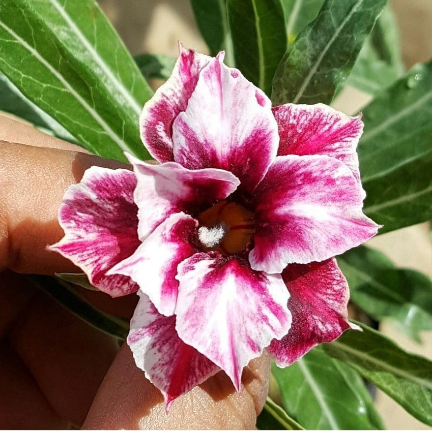 Cherry Slush Adenium Plant - myBageecha