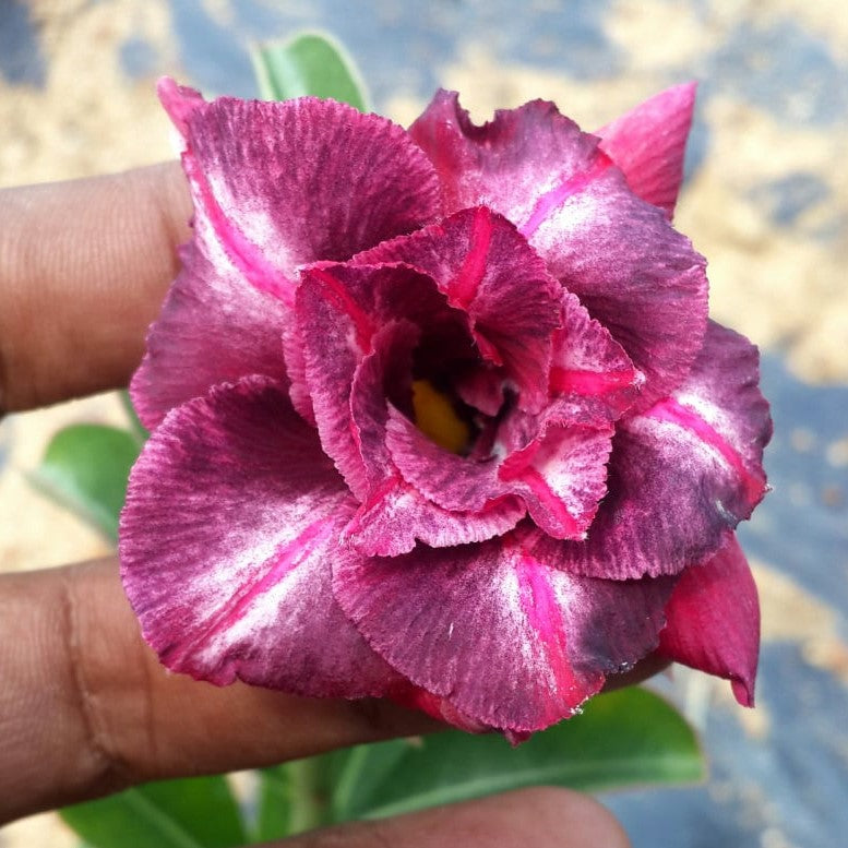 Frosted Burgundy Adenium Plant - myBageecha
