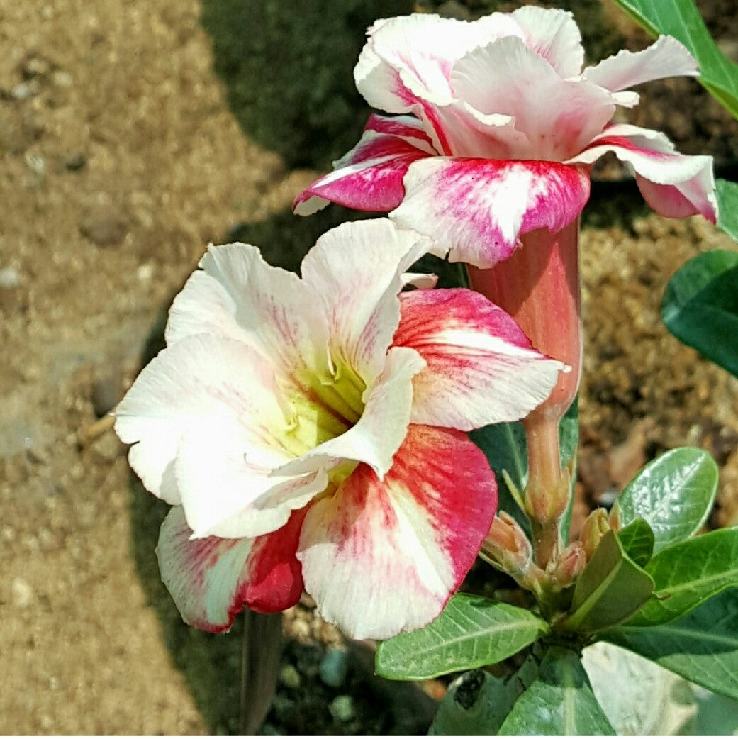 Shining Ivony Adenium Plant - myBageecha