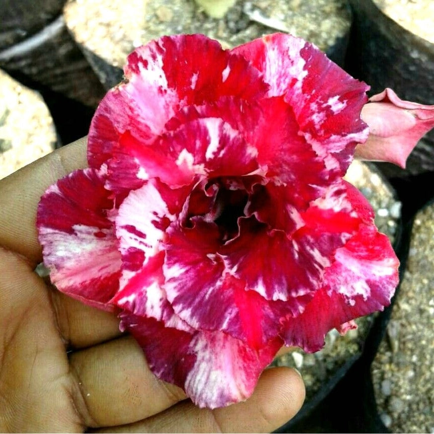 Speckled Magenta Adenium Plant - myBageecha