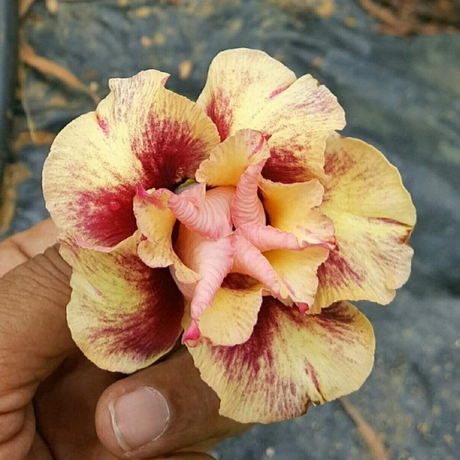Crimson Ballerina Adenium Plant - myBageecha