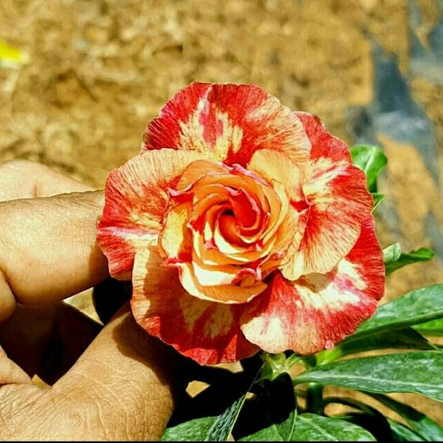 Flemenco Sunrise Adenium Plant - myBageecha