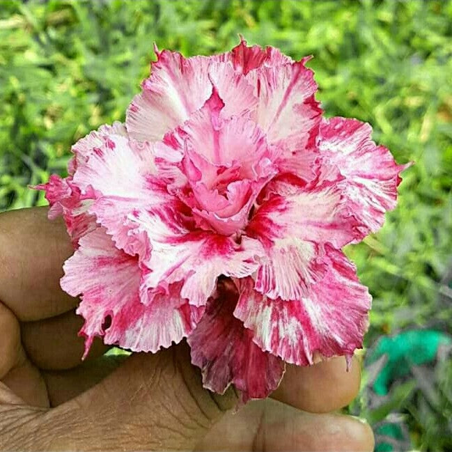Strawberry Splatter Adenium Plant - myBageecha
