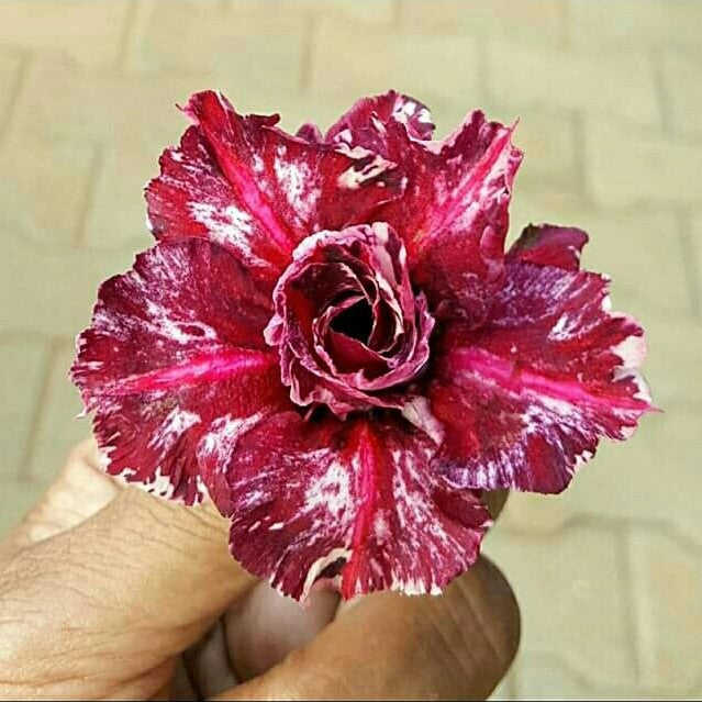 Florid Magenta Adenium Plant - myBageecha