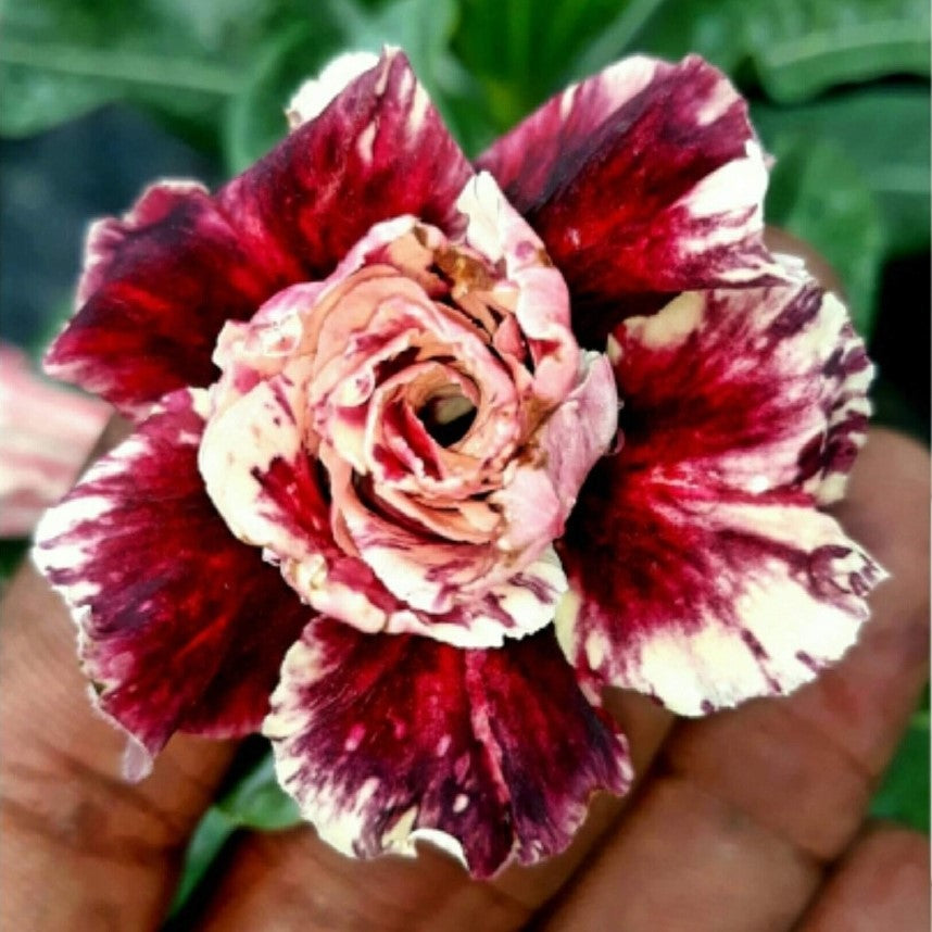 Tango Swirl Adenium Plant - myBageecha