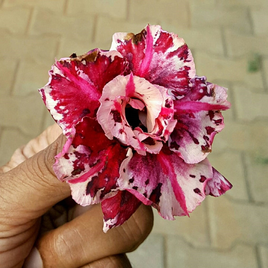 Raspberry Sorbet Adenium Plant - myBageecha