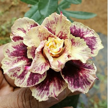 Butterscotch Blush Adenium Plant - myBageecha