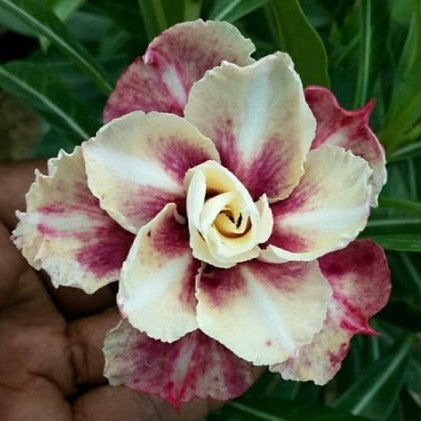 Heaven of Swirls Adenium Plant - myBageecha