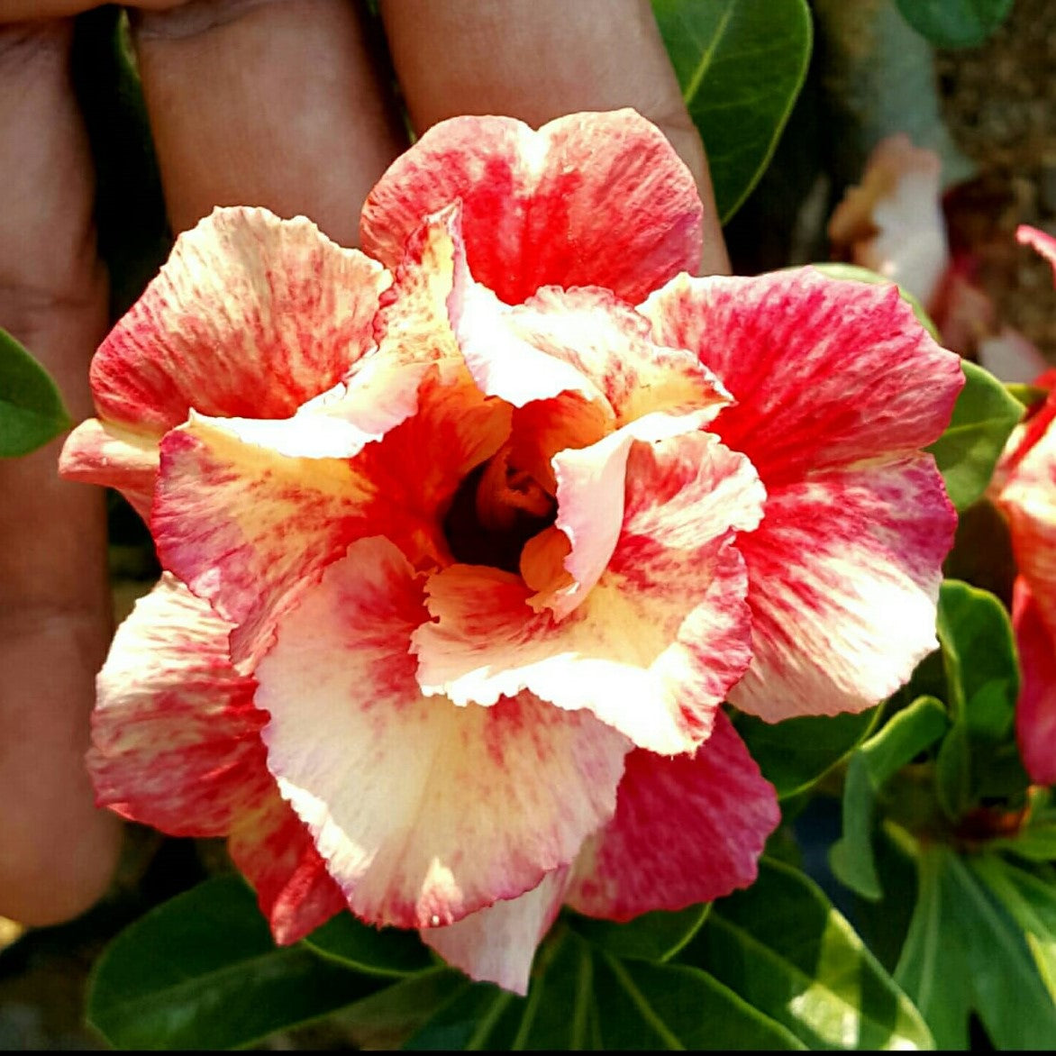Sunset Splatter Adenium Plant - myBageecha