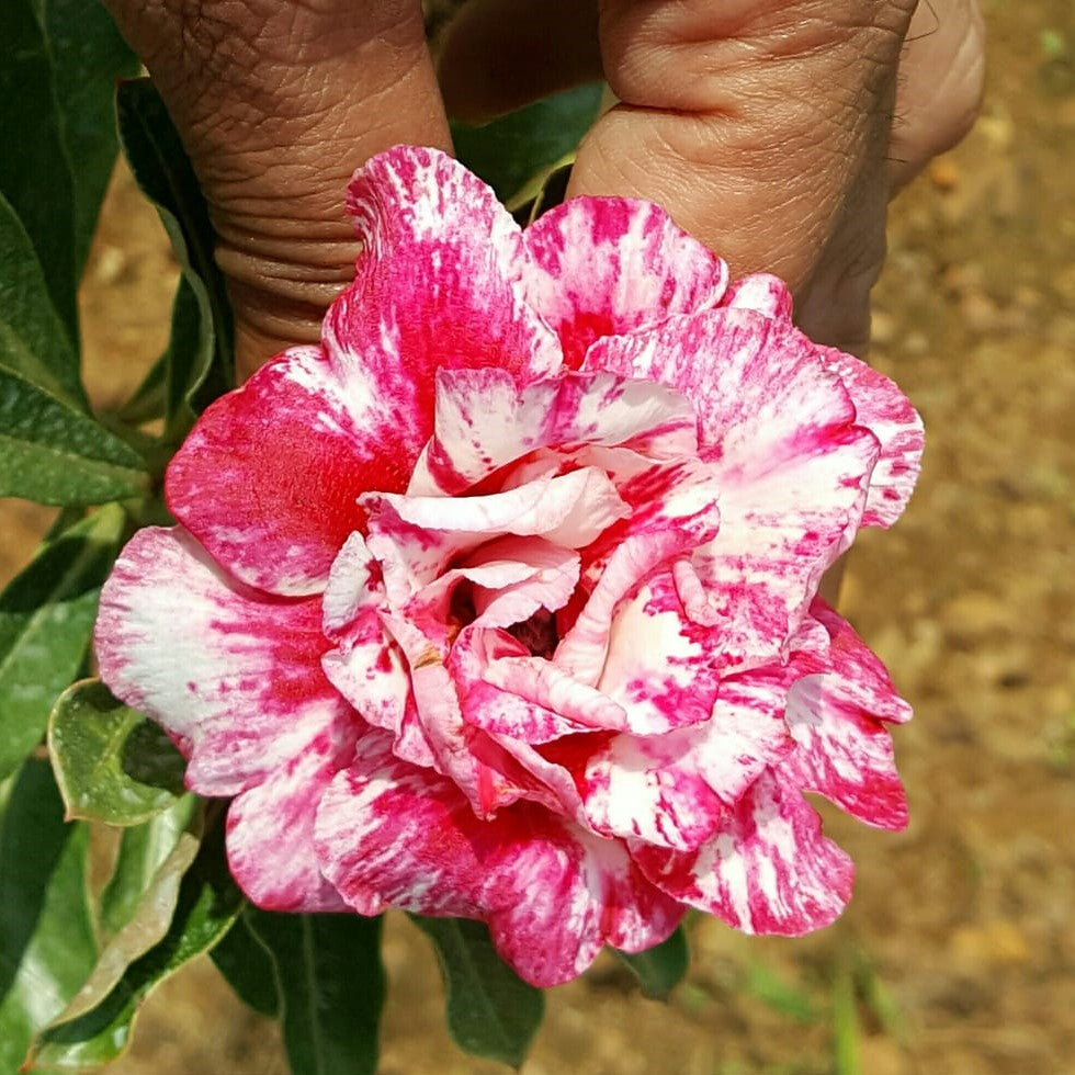 Pastel Rosy Adenium Plant - myBageecha