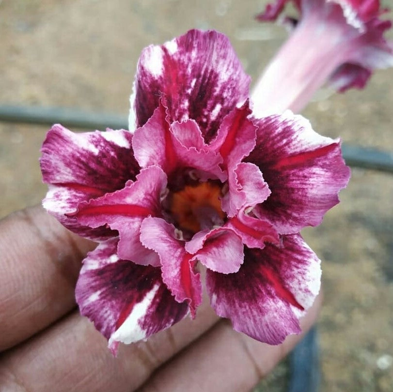 Wedding Dance Adenium Plant - myBageecha