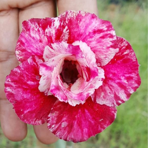 Scarlet Heart Adenium Plant - myBageecha