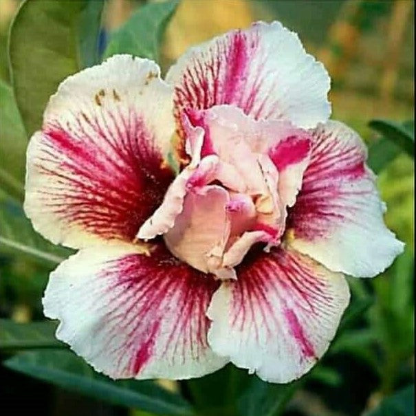 Blushing Floret Adenium Plant - myBageecha